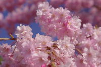 八重桜が好き